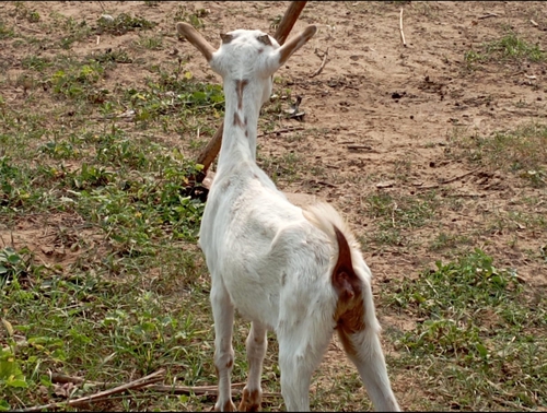 Goat — photo 3