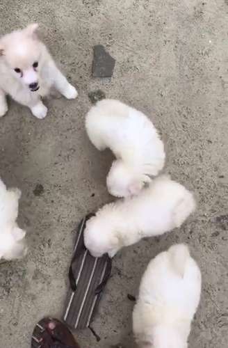  American Eskimo Puppy🐶 — photo 6