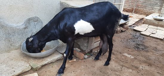 Female goat