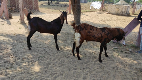 Sirohi goat male — photo 2