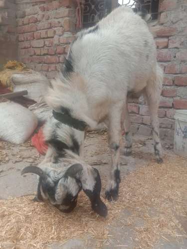 Desi Goat