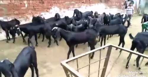 All Breed Goats Available