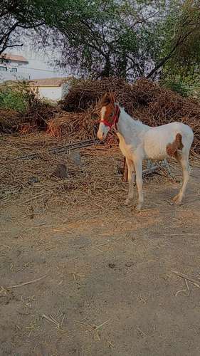 Marwadi Horse — photo 5