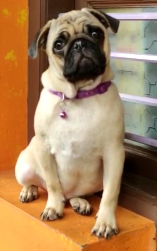 Pug Male Puppy