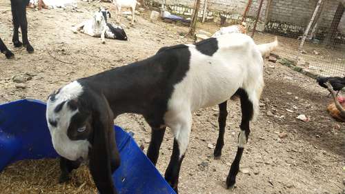 Unique Totapuri Goat white Eyes — photo 3