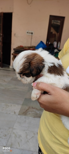 Shitzu Puppy — photo 4