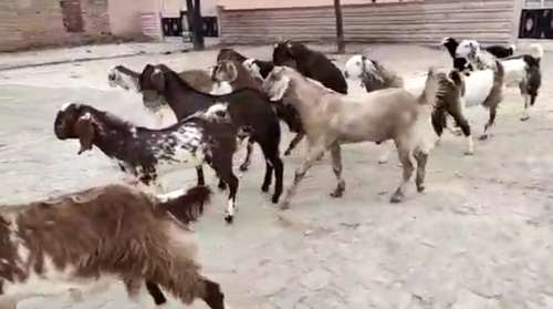 Sirohi khasi Goat