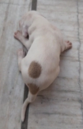 Tiger line breed — photo 2