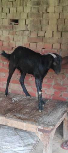 Desi  Goat — photo 2