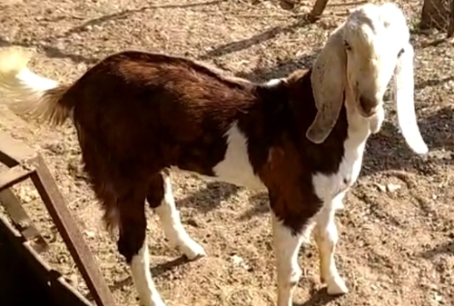 Gujari male Goat — photo 2