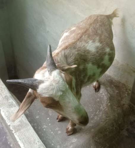 Desi Goat — photo 5
