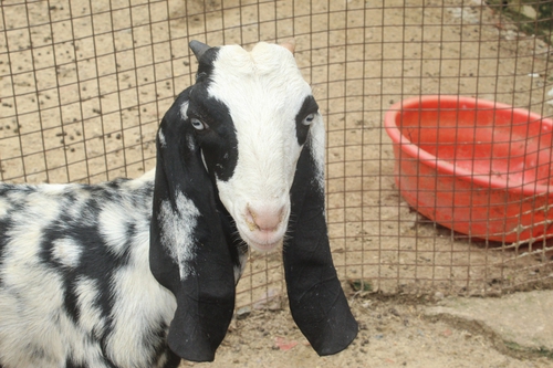 Beetal Goat