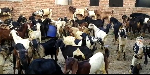 Cutting Goat — photo 2