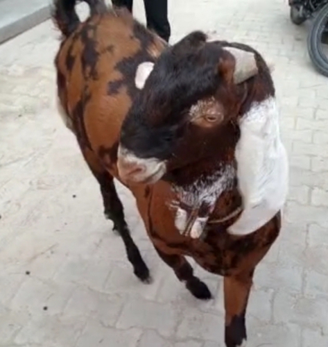 Sirohi Goats