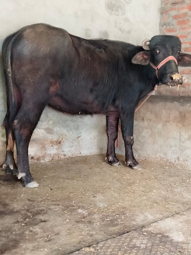 Murrah Buffalo — photo 3