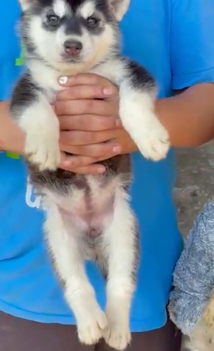 Husky blue Puppy — photo 3
