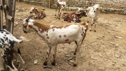 Barbari pure breed Goat — photo 2