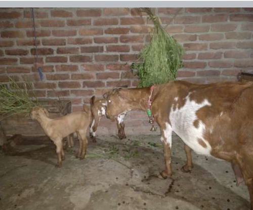Barbari female goat with 2 kid — photo 4