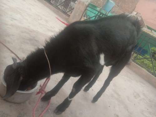 Desi Goat — photo 5