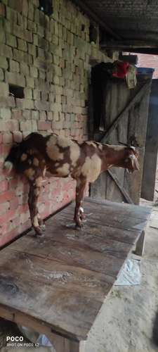 Desi Goat — photo 3