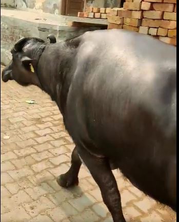 Best quality buffalo — photo 3