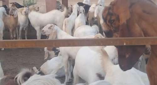 Sojat  Male Goat