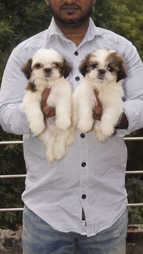 Shitzu puppies