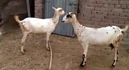 Barbari Goat