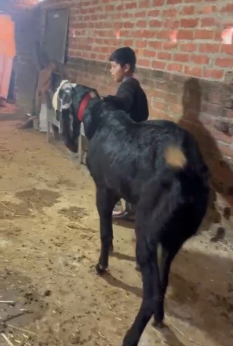 Beetal Goat — photo 4