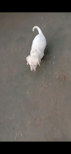 Labrador puppies — photo 3
