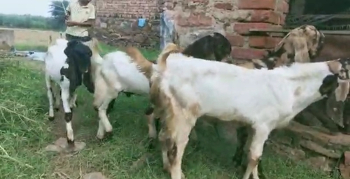 Totapuri Goat — photo 3