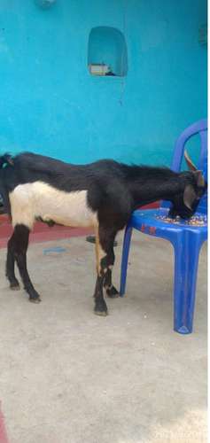 Black Bengal Goat