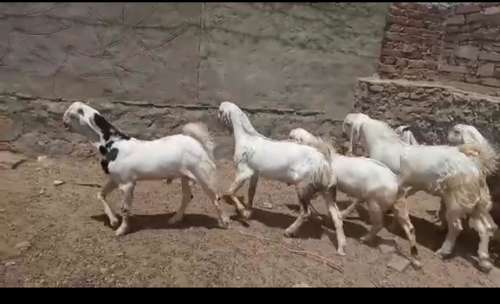 Sojat wait gulabi beker