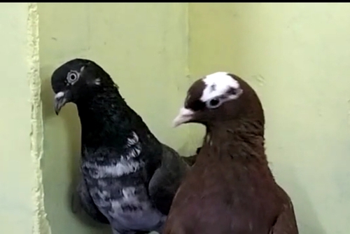 Pigeon — Pigeon, Banglore, India