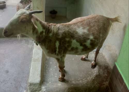 Desi Goat — photo 4