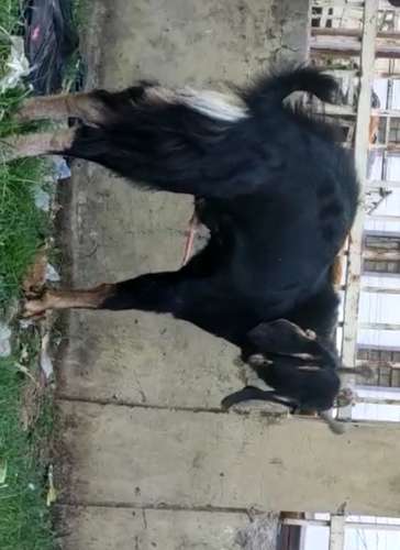 Goat — photo 2