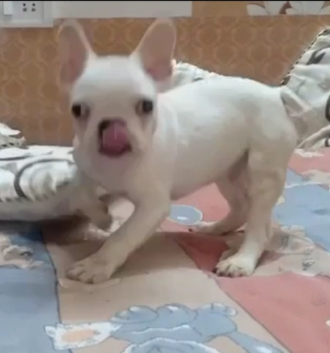 French bulldog — photo 2