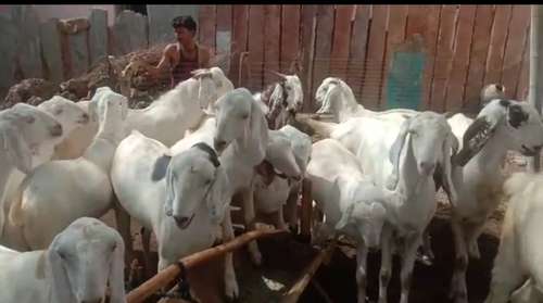 Sojat Goat