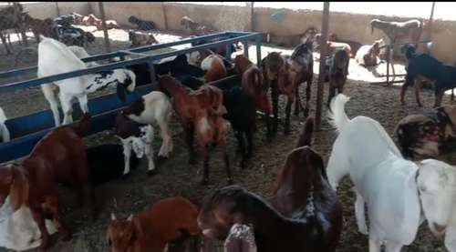 Sirohi Goat