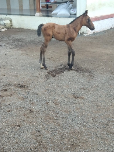 Kathiyawadi Horse — photo 6
