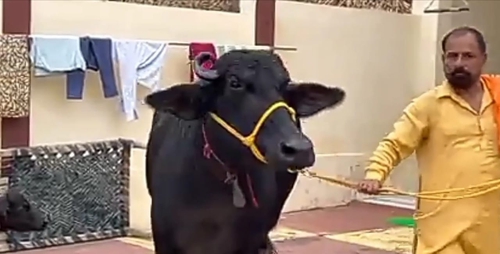 Murrah Buffalo — Buffalo for sale in Kishangarh, Ajmer, India