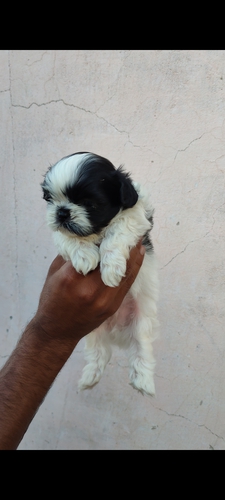 Shih Tzu Male Pup — photo 2