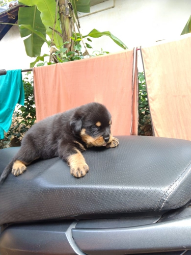 Rottweiler Puppy — photo 2