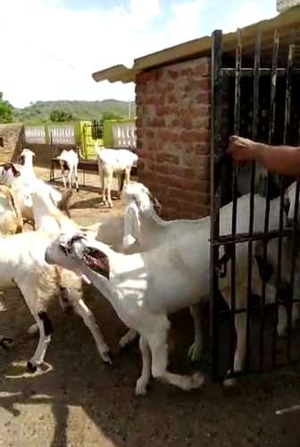 Sojat Goat — photo 2