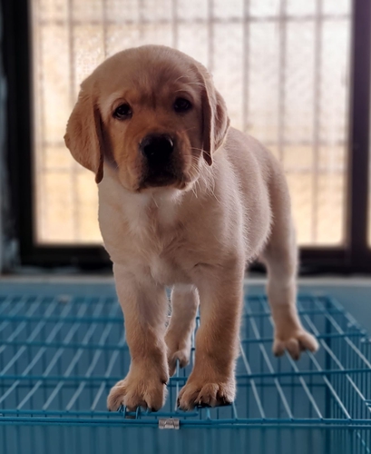 Others — Labrodog, Maharashtra, India