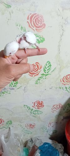 Albino Red eyes — photo 3