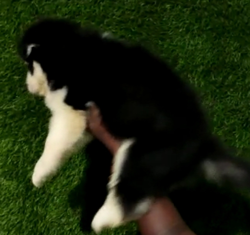 Husky Puppy — photo 2