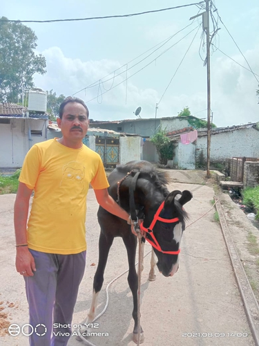 Marwadi Horse 🐎  — photo 6