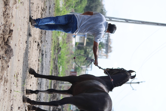 29 month marwadi colt