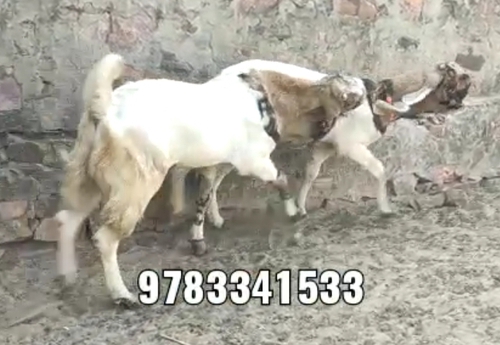 Totapuri Goat — photo 2